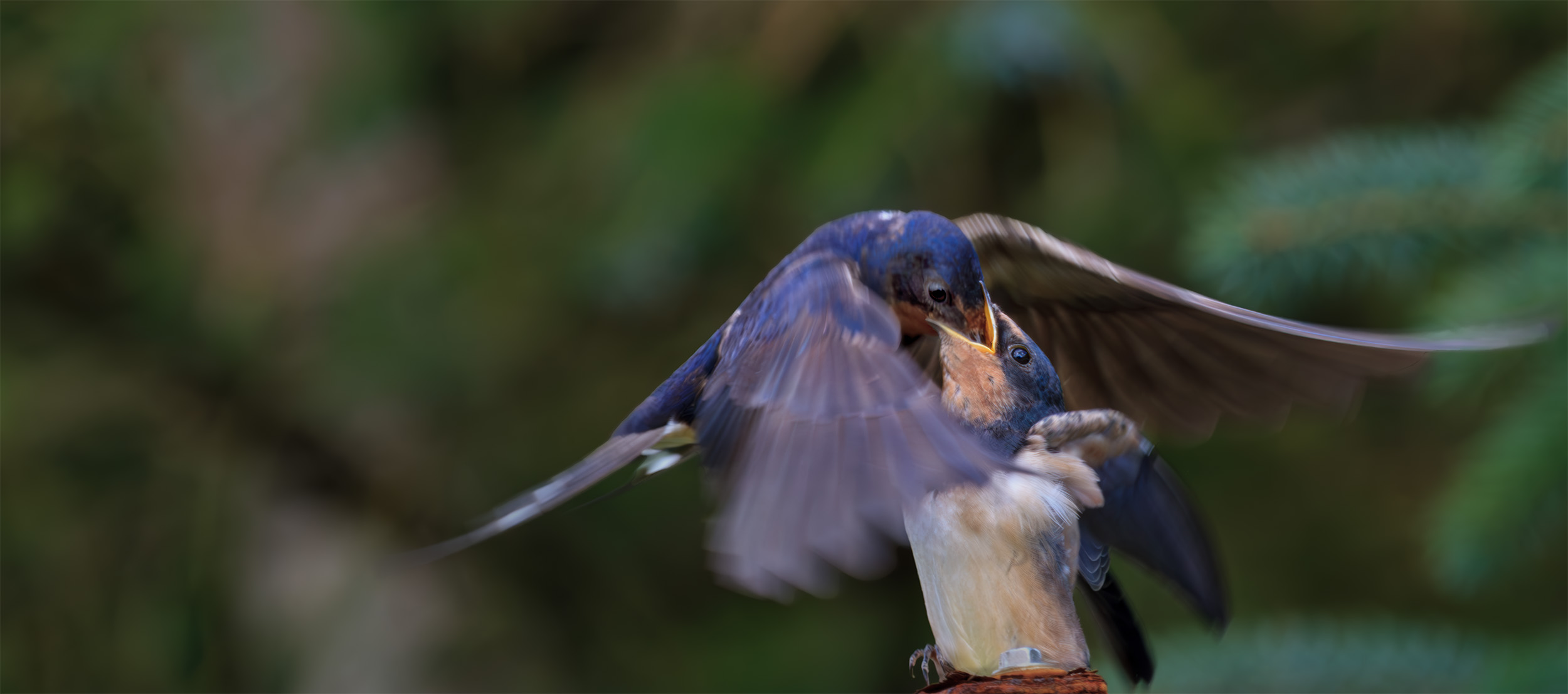 Hirundo rustica swallow shetland feeding young